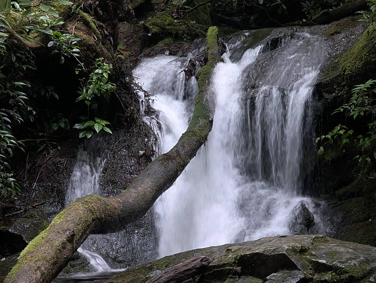 A waterfall pouring over mossy rocks in a rhododendron forest
